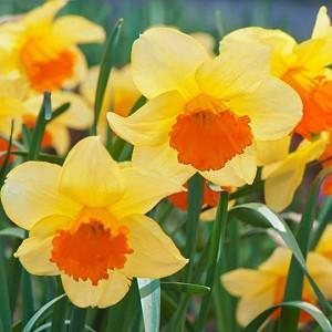Narcissus Orange Progress,Daffodil Orange Progress, Large-Cupped Daffodil Orange Progress, Large-Cupped Daffodils, Spring Bulbs, Spring Flowers, Narcisse Orange Progress, Large-cupped Daffodil, early spring daffodil, mid spring daffodil